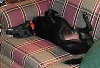 Luke on the sofa